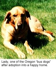 Dog 2