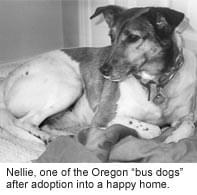 Dog Kittles Nellie